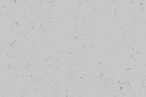 Кварцвиниловые полы Forbo Allura Colour/Colour Plus C68037-651037 cloud фото  | FLOORDEALER